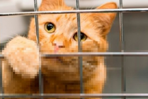 Hotel za oversha životinje moskva